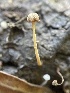 ( - HAY-F-004263)  @11 [ ] by-nc (2023) Jaren Hockert Fungal Diversity Survey