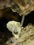  ( - HAY-F-004263)  @11 [ ] by-nc (2023) Jaren Hockert Fungal Diversity Survey