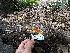  ( - HAY-F-001281)  @11 [ ] by-nc (2023) Aaron Tupac Fungal Diversity Survey