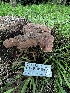  ( - HAY-F-005476)  @11 [ ] by-nc (2023) Aaron Tupac Fungal Diversity Survey