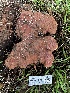  ( - HAY-F-005476)  @11 [ ] by-nc (2023) Aaron Tupac Fungal Diversity Survey