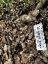  ( - HAY-F-001321)  @11 [ ] by-nc (2023) Aaron Tupac Fungal Diversity Survey