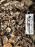  ( - HAY-F-001321)  @11 [ ] by-nc (2023) Aaron Tupac Fungal Diversity Survey