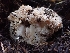  (Ramaria sp. subviolacea-PNW01 - HAY-F-003561)  @11 [ ] by-nc (2023) Sadie Hickey Fungal Diversity Survey