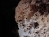  ( - HAY-F-003561)  @11 [ ] by-nc (2023) Sadie Hickey Fungal Diversity Survey