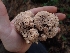 ( - HAY-F-003561)  @11 [ ] by-nc (2023) Sadie Hickey Fungal Diversity Survey
