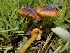  (Hygrocybe sp. conica-CA05 - HAY-F-003384)  @11 [ ] by-nc (2023) Sadie Hickey Fungal Diversity Survey