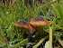  ( - HAY-F-003384)  @11 [ ] by-nc (2023) Sadie Hickey Fungal Diversity Survey