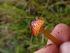  ( - HAY-F-003384)  @11 [ ] by-nc (2023) Sadie Hickey Fungal Diversity Survey