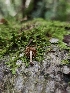  ( - HAY-F-006175)  @11 [ ] by (2023) Mandy Hackney Fungal Diversity Survey