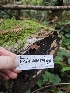  ( - HAY-F-006175)  @11 [ ] by (2023) Mandy Hackney Fungal Diversity Survey