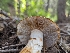  ( - HAY-F-005918)  @11 [ ] by-nc (2023) Stu Pickell Fungal Diversity Survey