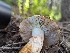  ( - HAY-F-005918)  @11 [ ] by-nc (2023) Stu Pickell Fungal Diversity Survey