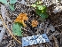  (Hygrophoropsis sp. CA01 - HAY-F-005818)  @11 [ ] by-nc (2023) Stu Pickell Fungal Diversity Survey