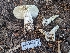  ( - HAY-F-005947)  @11 [ ] by-nc (2023) Stu Pickell Fungal Diversity Survey