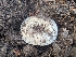  ( - HAY-F-005947)  @11 [ ] by-nc (2023) Stu Pickell Fungal Diversity Survey