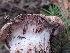  ( - HAY-F-005948)  @11 [ ] by-nc (2023) Stu Pickell Fungal Diversity Survey