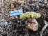  ( - HAY-F-005950)  @11 [ ] by-nc (2023) Stu Pickell Fungal Diversity Survey