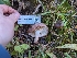  ( - HAY-F-005954)  @11 [ ] by-nc (2023) Stu Pickell Fungal Diversity Survey