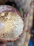  ( - HAY-F-005954)  @11 [ ] by-nc (2023) Stu Pickell Fungal Diversity Survey