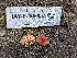  (Lactarius sp. badiosanguineus-CA01 - HAY-F-005957)  @11 [ ] by-nc (2023) Stu Pickell Fungal Diversity Survey