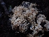  (Ramaria cartilaginea - HAY-F-003396)  @11 [ ] by-nc (2023) Sadie Hickey Fungal Diversity Survey