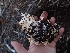  ( - HAY-F-003396)  @11 [ ] by-nc (2023) Sadie Hickey Fungal Diversity Survey