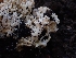  ( - HAY-F-003396)  @11 [ ] by-nc (2023) Sadie Hickey Fungal Diversity Survey