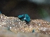  ( - HAY-F-003400)  @11 [ ] by-nc (2023) Sadie Hickey Fungal Diversity Survey
