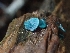  ( - HAY-F-003400)  @11 [ ] by-nc (2023) Sadie Hickey Fungal Diversity Survey