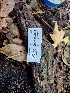  ( - HAY-F-003400)  @11 [ ] by-nc (2023) Sadie Hickey Fungal Diversity Survey