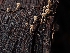  (Tubaria sp. CA01 - HAY-F-003402)  @11 [ ] by-nc (2023) Sadie Hickey Fungal Diversity Survey