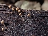  ( - HAY-F-003402)  @11 [ ] by-nc (2023) Sadie Hickey Fungal Diversity Survey