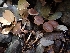 (Gymnopus sp. PNW10 - HAY-F-003403)  @11 [ ] by-nc (2023) Sadie Hickey Fungal Diversity Survey