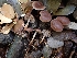  ( - HAY-F-003403)  @11 [ ] by-nc (2023) Sadie Hickey Fungal Diversity Survey