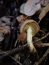  (Pholiota - HAY-F-003404)  @11 [ ] by-nc (2023) Sadie Hickey Fungal Diversity Survey