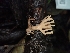  (Ramaria sp. PNW14 - HAY-F-003408)  @11 [ ] by-nc (2023) Sadie Hickey Fungal Diversity Survey