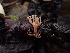  ( - HAY-F-003408)  @11 [ ] by-nc (2023) Sadie Hickey Fungal Diversity Survey
