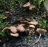  ( - HAY-F-004754)  @11 [ ] by-nc (2023) Taye Bright Fungal Diversity Survey