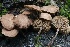  ( - HAY-F-004754)  @11 [ ] by-nc (2023) Taye Bright Fungal Diversity Survey