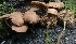  ( - HAY-F-004754)  @11 [ ] by-nc (2023) Taye Bright Fungal Diversity Survey