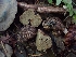  (Boletales - HAY-F-003409)  @11 [ ] by-nc (2023) Sadie Hickey Fungal Diversity Survey