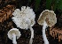  ( - HAY-F-004757)  @11 [ ] by-nc (2023) Taye Bright Fungal Diversity Survey