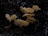  ( - HAY-F-005956)  @11 [ ] by-nc (2023) Stu Pickell Fungal Diversity Survey