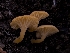  ( - HAY-F-005956)  @11 [ ] by-nc (2023) Stu Pickell Fungal Diversity Survey