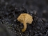  ( - HAY-F-005956)  @11 [ ] by-nc (2023) Stu Pickell Fungal Diversity Survey
