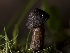  (Inocybe bufonia - HAY-F-005952)  @11 [ ] by-nc (2023) Stu Pickell Fungal Diversity Survey