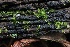  ( - HAY-F-004760)  @11 [ ] by-nc (2023) Taye Bright Fungal Diversity Survey