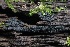  ( - HAY-F-004760)  @11 [ ] by-nc (2023) Taye Bright Fungal Diversity Survey
