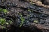  ( - HAY-F-004760)  @11 [ ] by-nc (2023) Taye Bright Fungal Diversity Survey